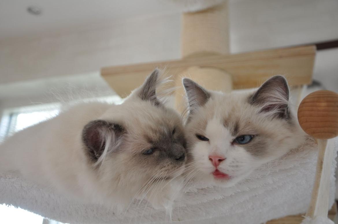 Ragdoll Aladdin billede 33