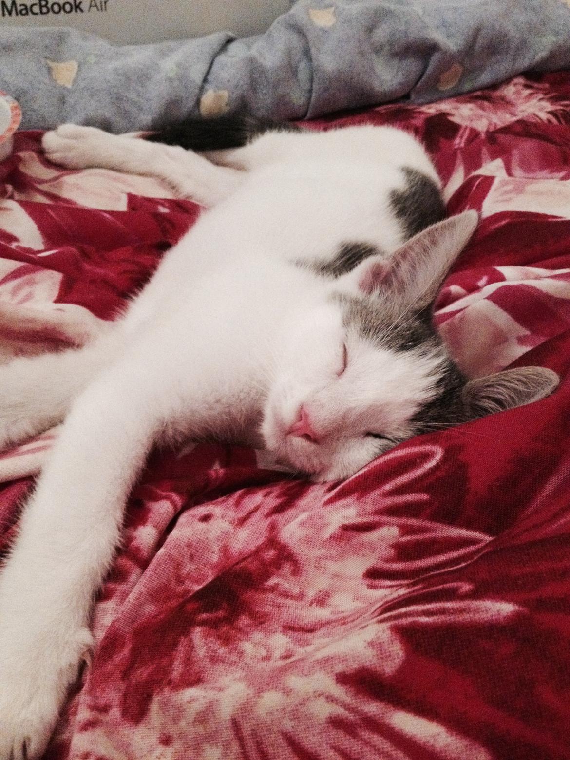 Huskat Smilla billede 3