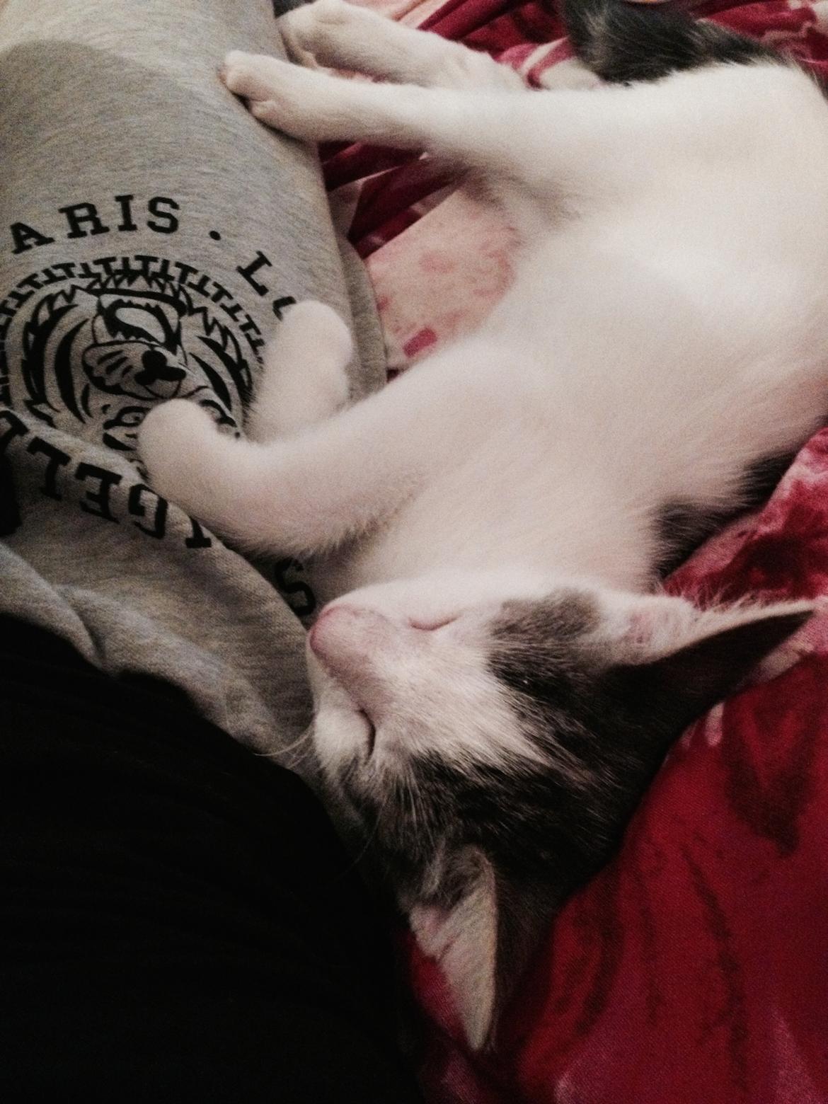 Huskat Smilla billede 4