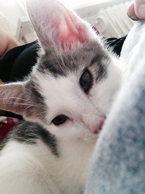 Huskat Smilla billede 5