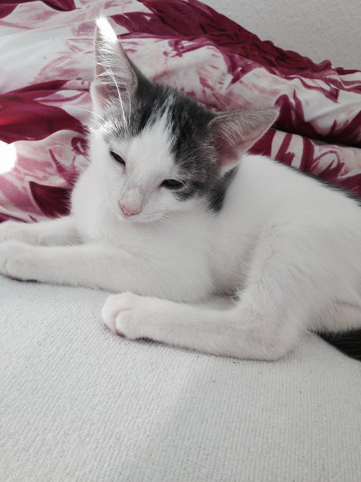 Huskat Smilla billede 1