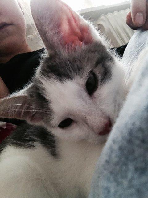 Huskat Smilla billede 6