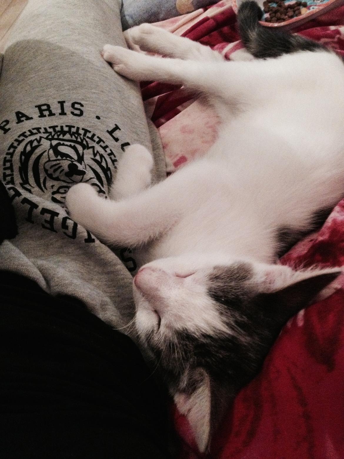 Huskat Smilla billede 7