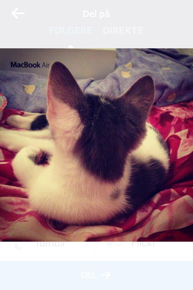 Huskat Smilla billede 2