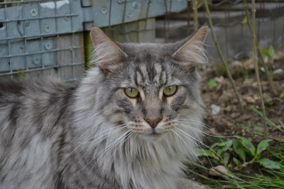 Maine Coon Charlie billede 1