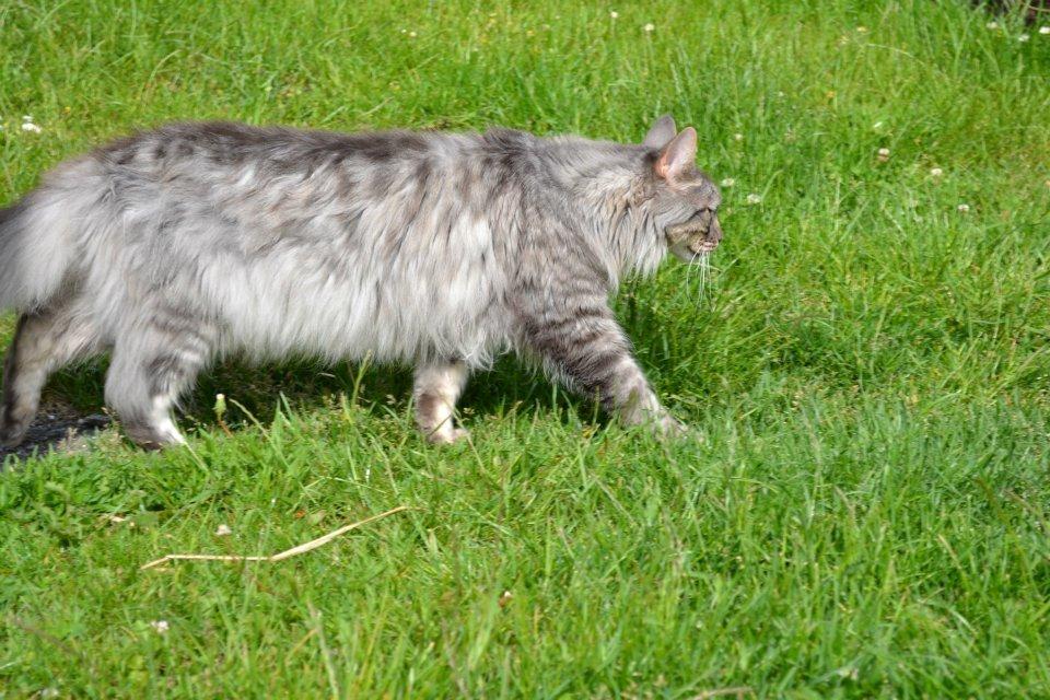 Maine Coon Charlie billede 2