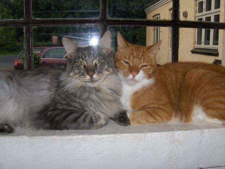 Maine Coon Charlie - Ældre billede fra dengang vi også havde vores røde kat Alf.  billede 3