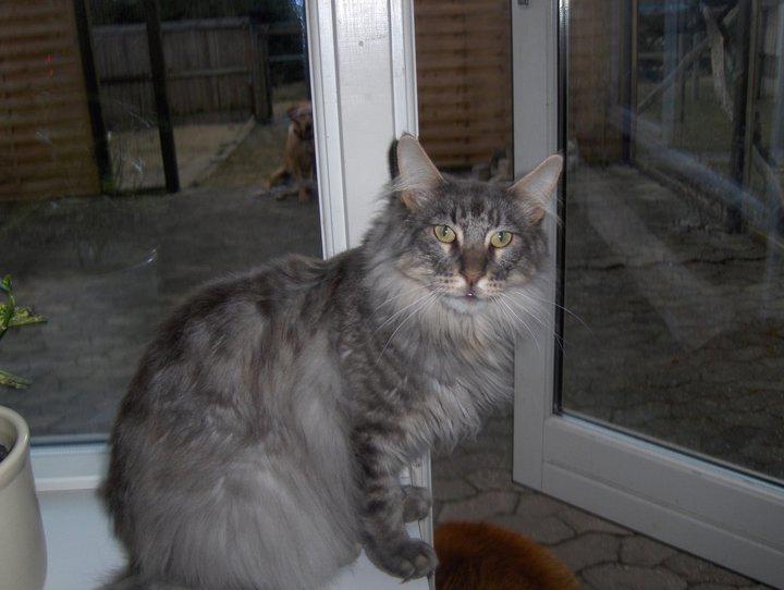 Maine Coon Charlie billede 4