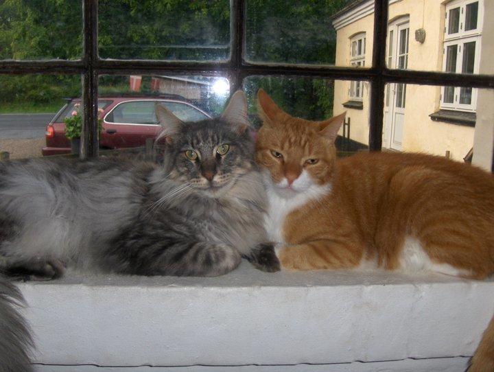 Maine Coon Charlie - Ældre billede fra dengang vi også havde vores røde kat Alf.  billede 5