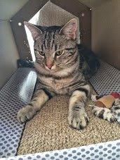 Europé Eife's Willem Einthoven billede 21