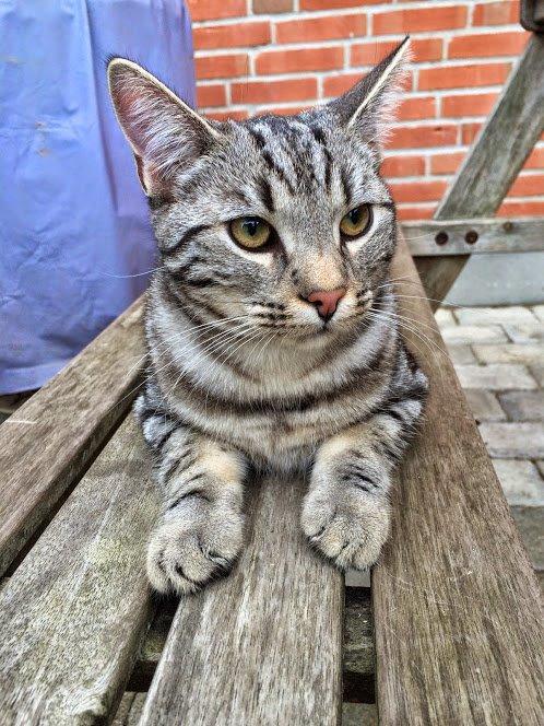 Europé Eife's Willem Einthoven billede 22