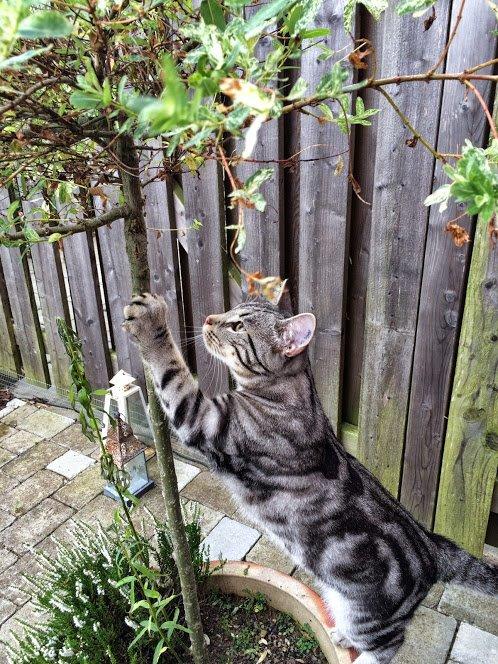 Europé Eife's Willem Einthoven billede 23