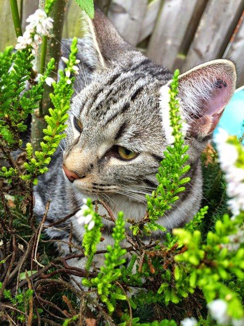 Europé Eife's Willem Einthoven billede 24