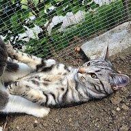 Europé Eife's Willem Einthoven billede 25