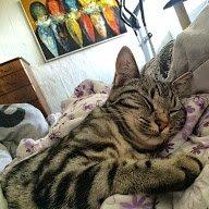 Europé Eife's Willem Einthoven billede 20