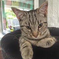 Europé Eife's Willem Einthoven billede 26