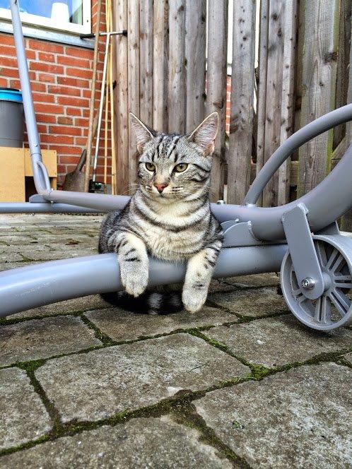 Europé Eife's Willem Einthoven billede 29