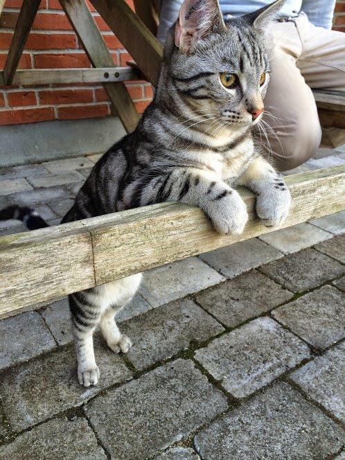 Europé Eife's Willem Einthoven billede 31