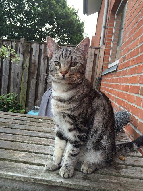 Europé Eife's Willem Einthoven billede 32