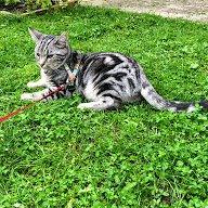 Europé Eife's Willem Einthoven billede 33