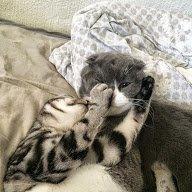 Europé Eife's Willem Einthoven billede 34