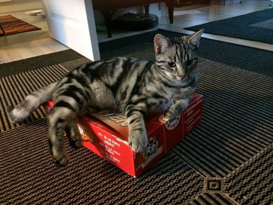 Europé Eife's Willem Einthoven billede 35