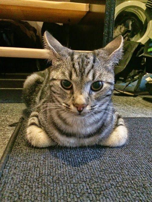 Europé Eife's Willem Einthoven billede 36