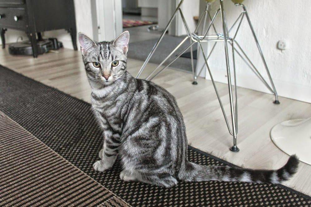 Europé Eife's Willem Einthoven billede 27