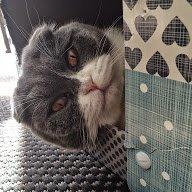 Scottish Fold Hikke billede 18