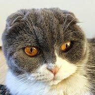 Scottish Fold Hikke billede 20