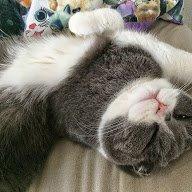 Scottish Fold Hikke billede 22