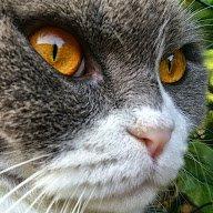 Scottish Fold Hikke billede 23