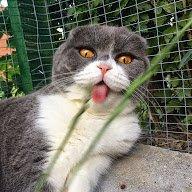 Scottish Fold Hikke billede 24