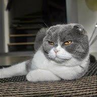 Scottish Fold Hikke billede 25