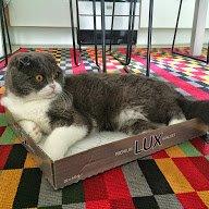 Scottish Fold Hikke billede 26