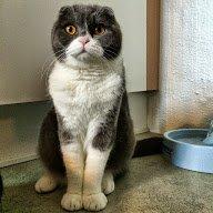 Scottish Fold Hikke billede 27