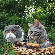 Scottish Fold Hikke billede 28