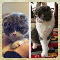 Scottish Fold Hikke billede 29