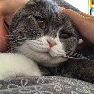 Scottish Fold Hikke billede 30