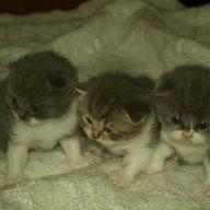 Scottish Fold Hikke billede 31