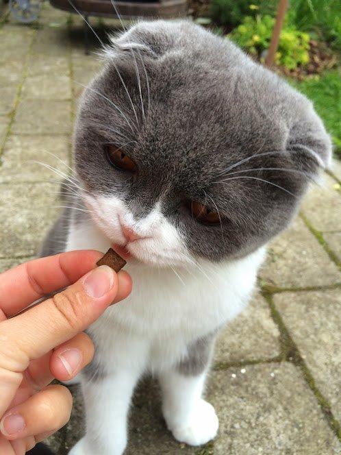 Scottish Fold Hikke billede 32