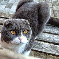 Scottish Fold Hikke billede 33