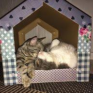 Scottish Fold Hikke billede 34