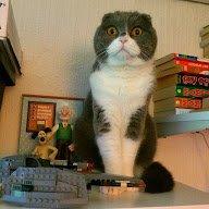 Scottish Fold Hikke billede 35