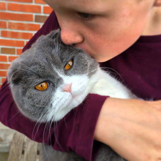 Scottish Fold Hikke billede 36