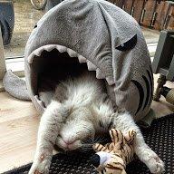 Scottish Fold Hikke billede 19