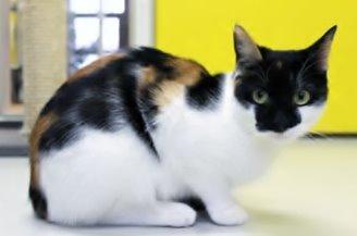 Huskat Arabella Scarlett billede 2