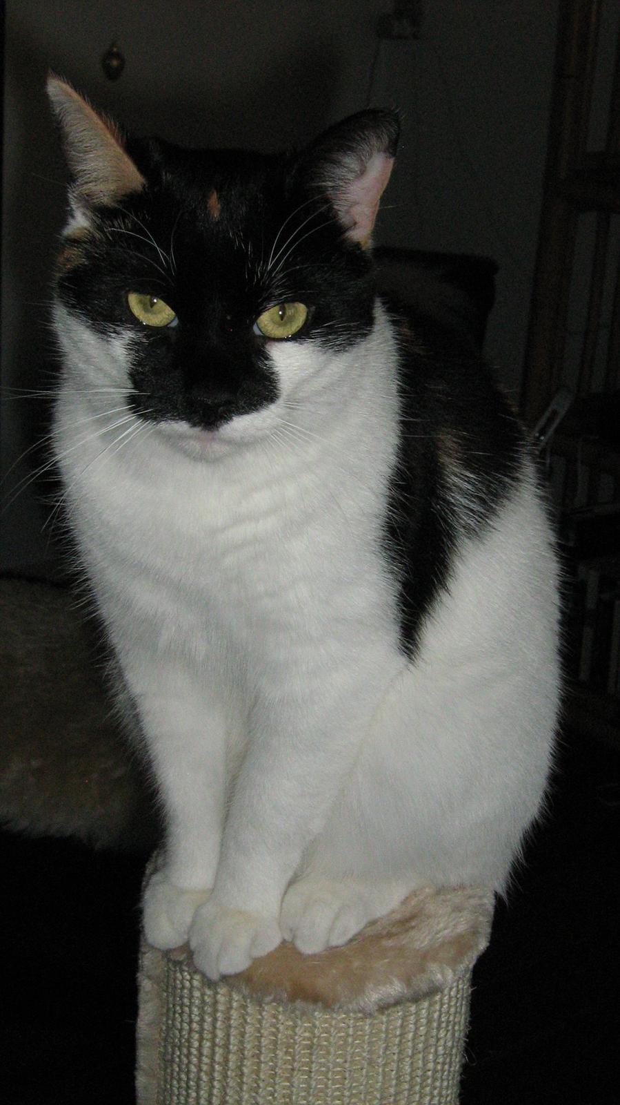 Huskat Arabella Scarlett billede 3