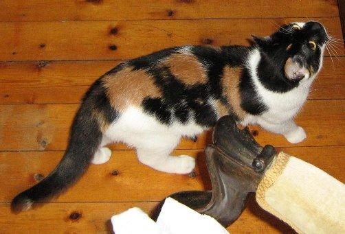 Huskat Arabella Scarlett billede 4