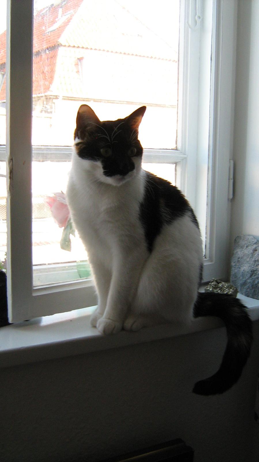 Huskat Arabella Scarlett billede 5